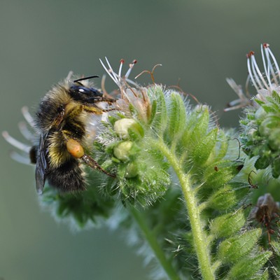 For rare and endangered bumblebees, an atlas driven by "community scientists" may hold hope
