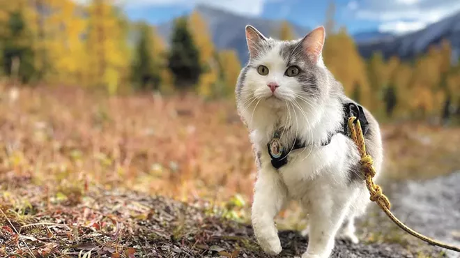 Image: Get your phone out and go follow these Instagram cats, right meow
