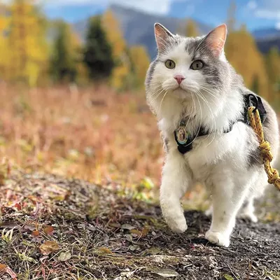 Image: Get your phone out and go follow these Instagram cats, right meow