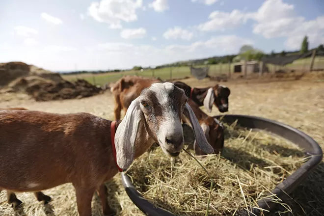 Stuckart proposes new urban agriculture rules