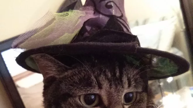 Image: HALLOWEEN: Inlander staff cats in costume