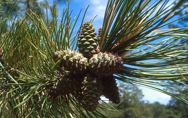 Hey, Spokane, you now have a city tree