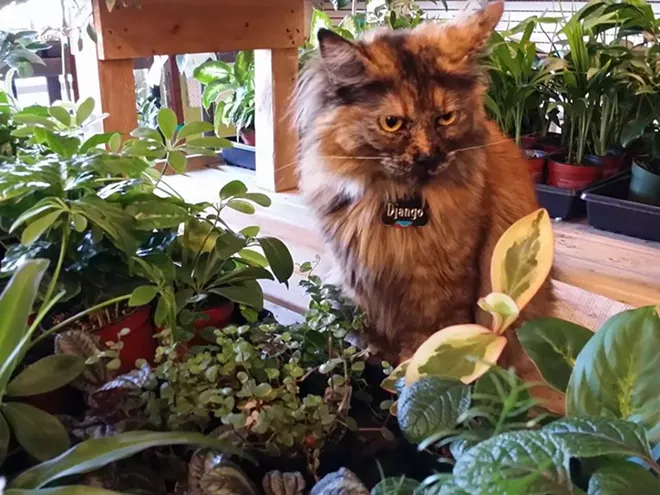 CAT FRIDAY: Vote for best local cat in our 22nd 'Best Of' Poll