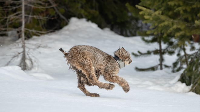 In bringing back wild lynx, Confederated Colville tribes hope to right historical wrongs and restore balance to wildlife on the landscape