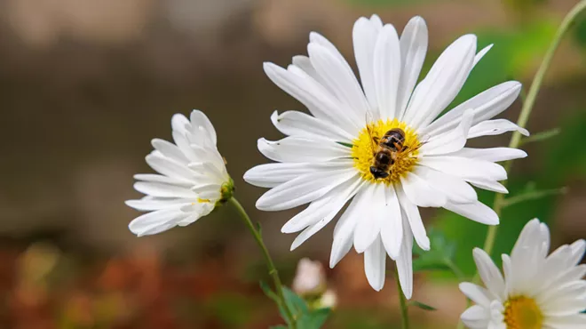 Image: Indian Trail Bird Garden & Pollinator Meadow Grand Opening