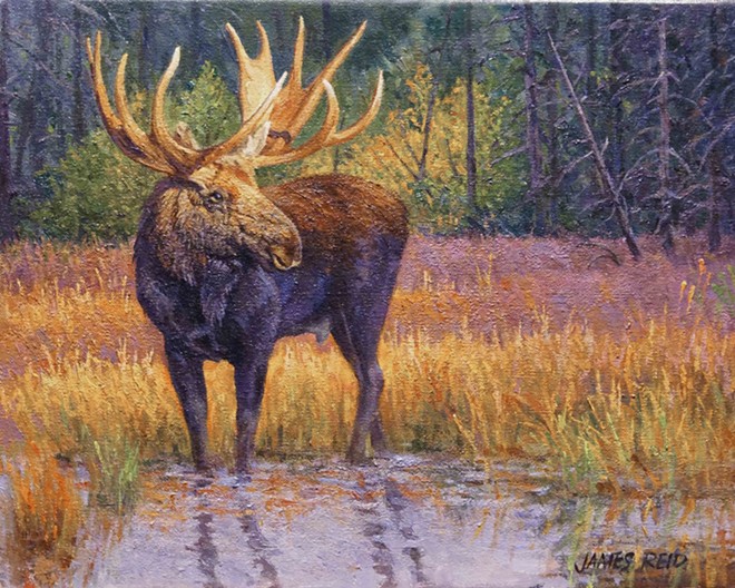 Moose in Early Morning Light