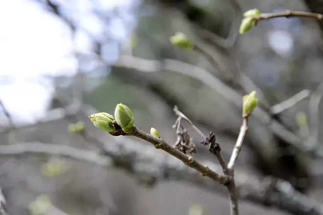 Japanese Garden, Riverfront Park rides opens for the season