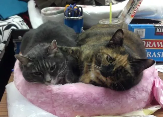 CAT FRIDAY: Vote for best local cat in our 22nd 'Best Of' Poll