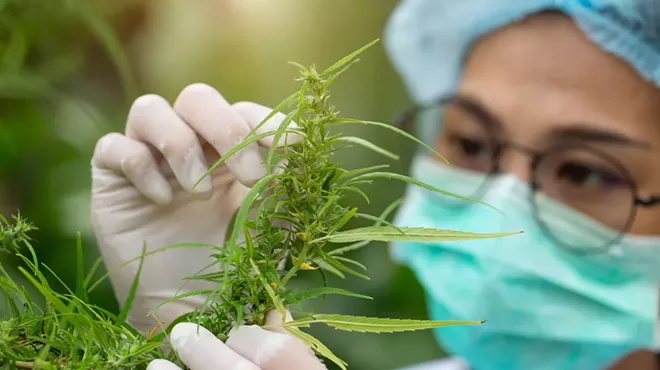 Image: Lawmakers approve expanding access to cannabis for research purposes