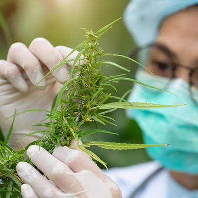Lawmakers approve expanding access to cannabis for research purposes