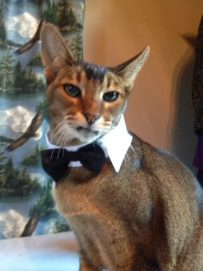 CAT FRIDAY: Results of the 2014 Halloween Cats Photo Contest