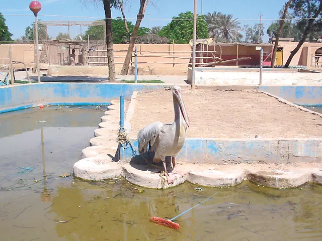 Left at the Baghdad Zoo