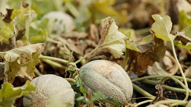 Image: Liberty Lake's River District Farm restores a rare Spokane Valley cantaloupe