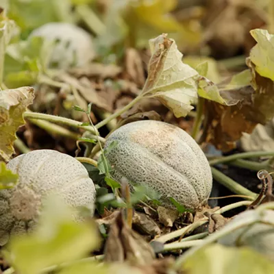 Image: Liberty Lake's River District Farm restores a rare Spokane Valley cantaloupe