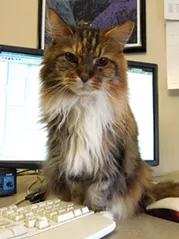 CAT FRIDAY: Vote for best local cat in our 22nd 'Best Of' Poll
