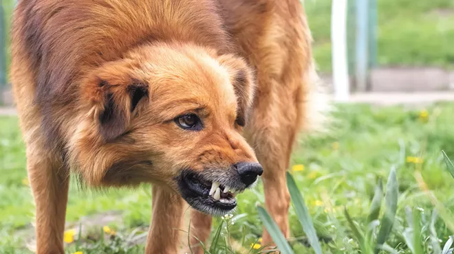Image: Managing a dog's aggressive behavior requires a serious approach