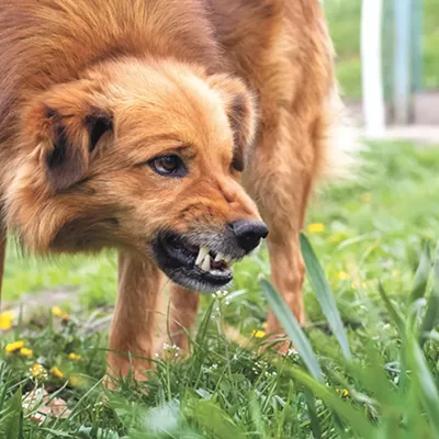 Image: Managing a dog's aggressive behavior requires a serious approach