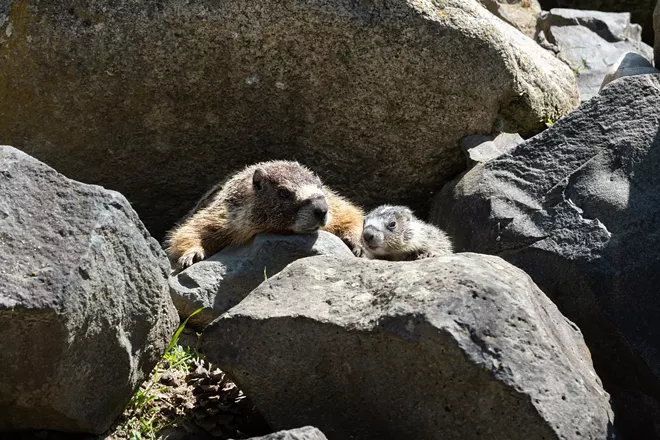 Image: Marmot and her pups at Huntington Park