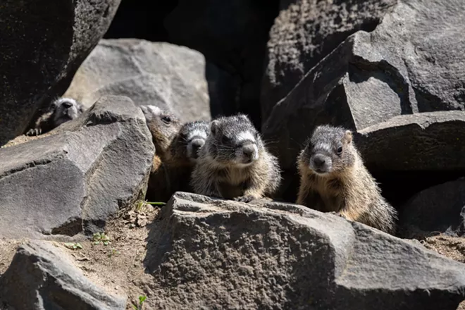 Image: Marmot and her pups at Huntington Park