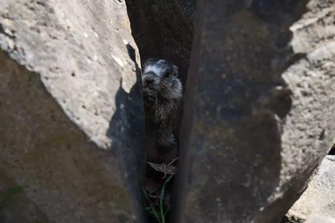 Image: Marmot and her pups at Huntington Park