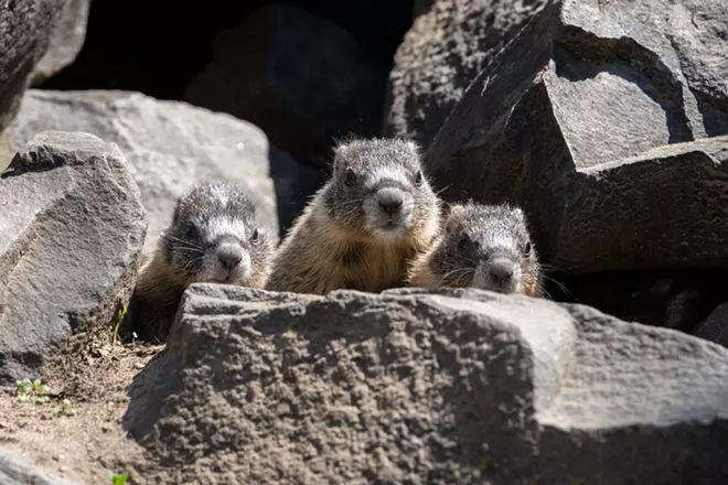 Image: Marmot and her pups at Huntington Park