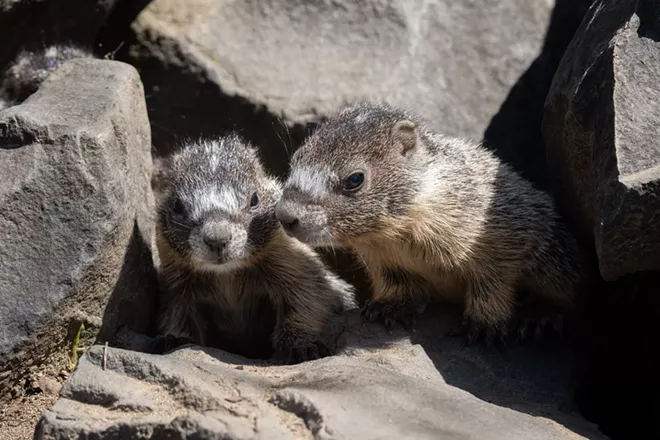 Image: Marmot and her pups at Huntington Park