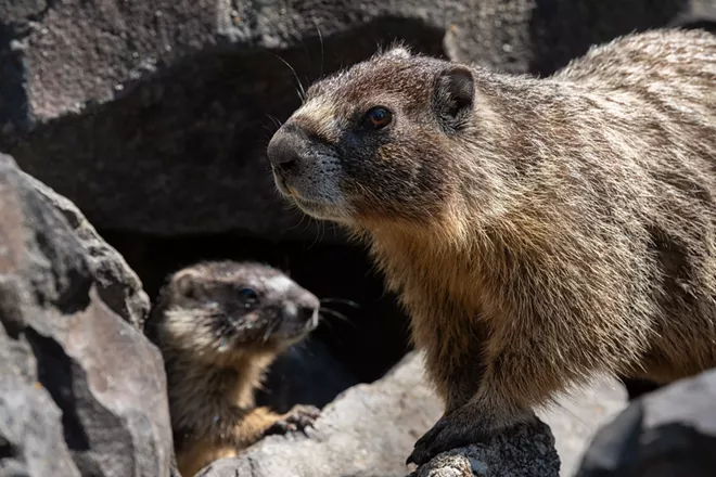 Image: Marmot and her pups at Huntington Park