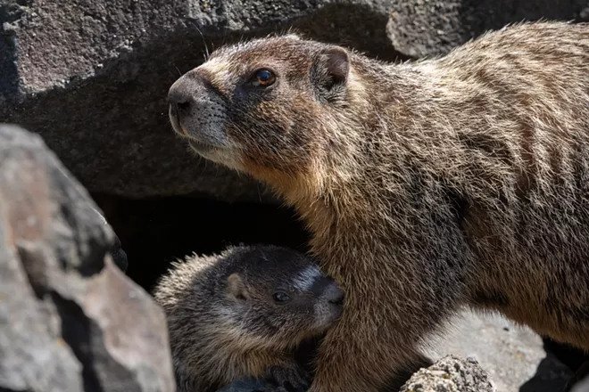 Image: Marmot and her pups at Huntington Park