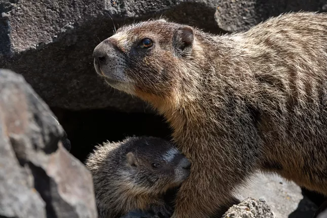 Image: Marmot and her pups at Huntington Park