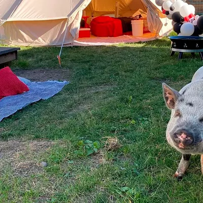 Image: Meet four local pets bringing joy to Instagram followers around the world