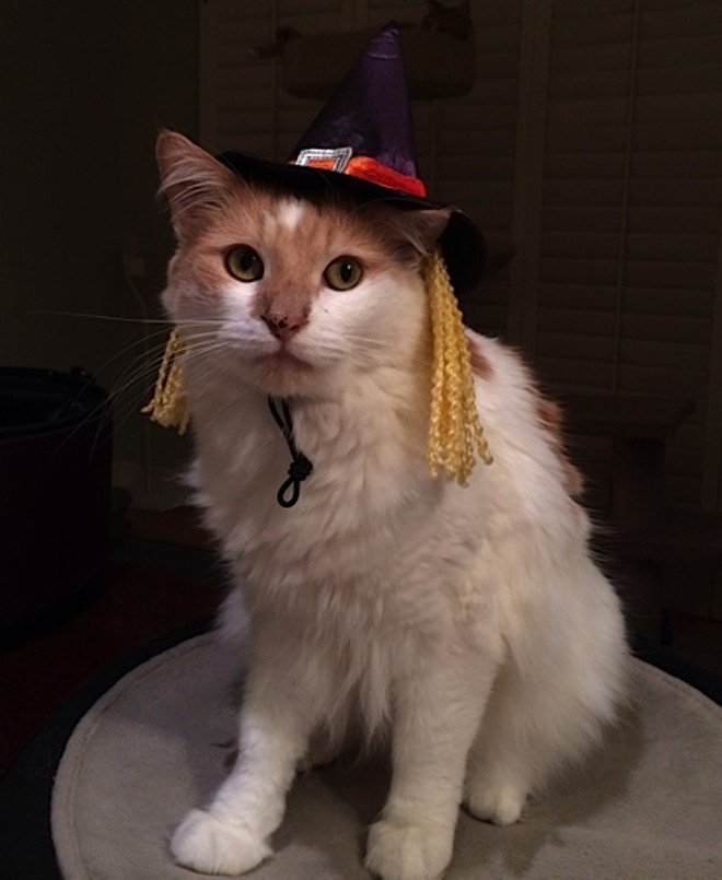CAT FRIDAY: Results of the Halloween Cats Photo Contest