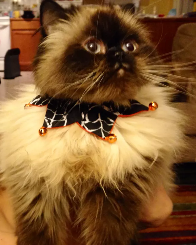 HALLOWEEN: Inlander staff cats in costume