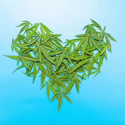 Image: National media ran wild with a story on negative health impacts of cannabis consumption