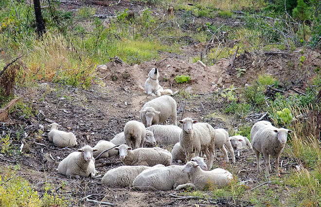 Huckleberry wolf pack shows how livestock conflicts impact recovery goals