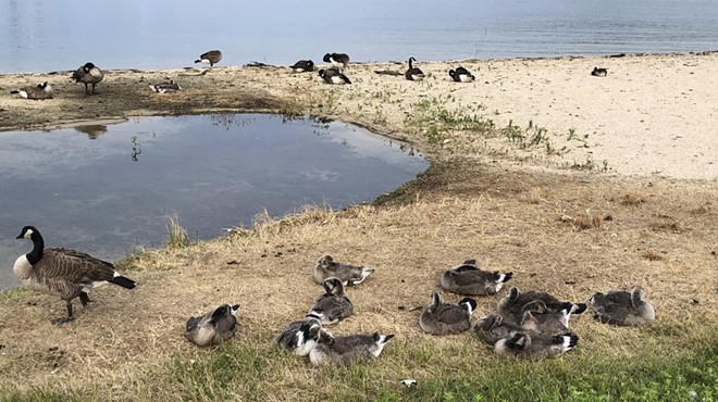 NEWS BRIEFS: Sandpoint euthanizes 170 geese at City Beach