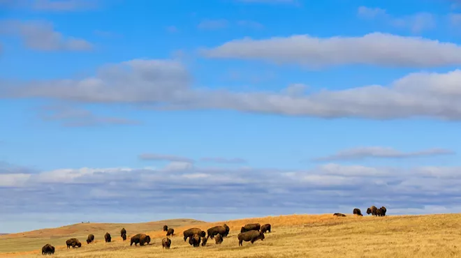 Image: NEWS BRIEFS: The Kalispel share buffalo with the Colville Confederated Tribes