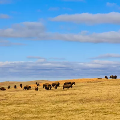 Image: NEWS BRIEFS: The Kalispel share buffalo with the Colville Confederated Tribes