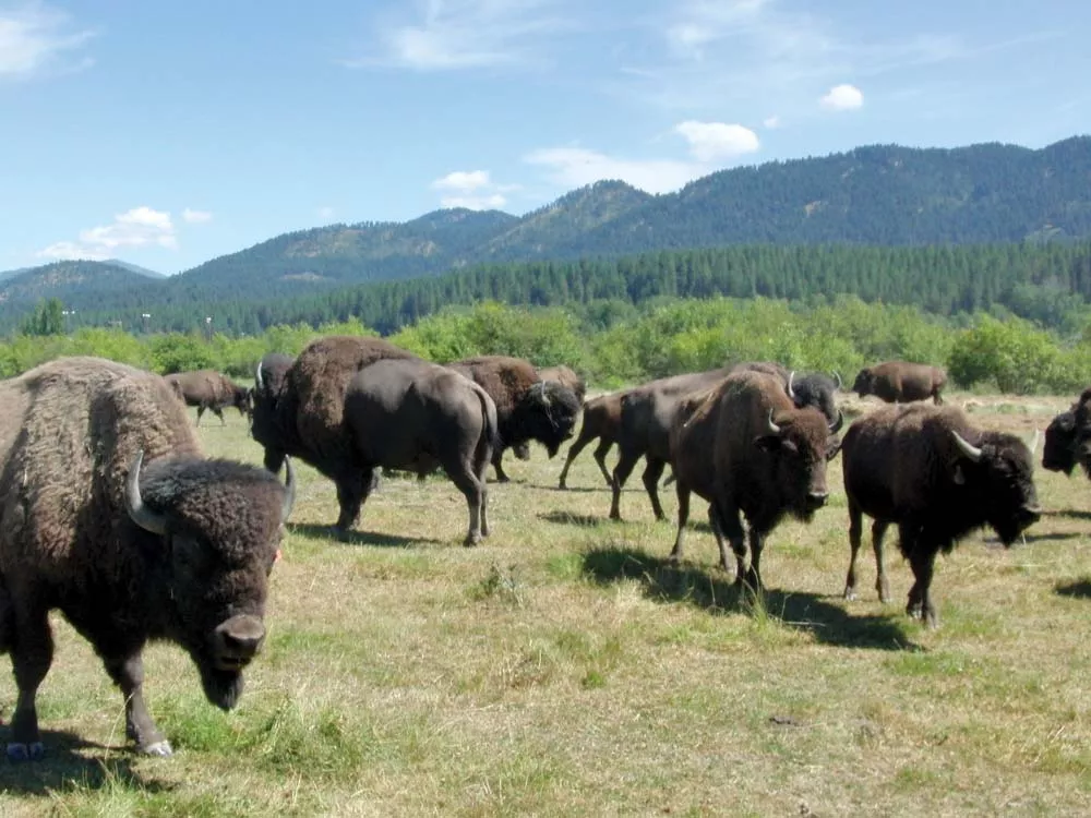 Buffalo Boys