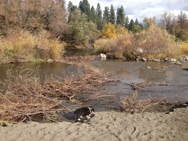 OUTLANDER: Beaver dams Hangman, oil trains, nuclear risks and Oregon wolves