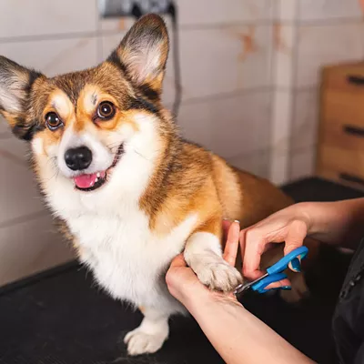 Image: Patience, not punishment, is the key to teaching your dog to be comfortable with essential grooming