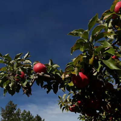 Image: Perfecting Eden's &#10;fruit takes geneticists, &#10;AI, and some earwigs