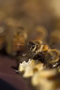 PHOTOS: Local beekeepers and their hives