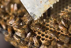 PHOTOS: Local beekeepers and their hives