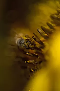 PHOTOS: Local beekeepers and their hives