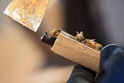 PHOTOS: Local beekeepers and their hives