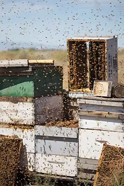 PHOTOS: Local beekeepers and their hives