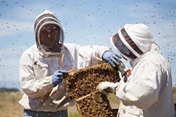 PHOTOS: Local beekeepers and their hives