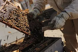 PHOTOS: Local beekeepers and their hives
