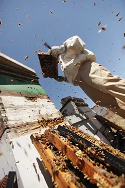 PHOTOS: Local beekeepers and their hives
