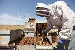 PHOTOS: Local beekeepers and their hives